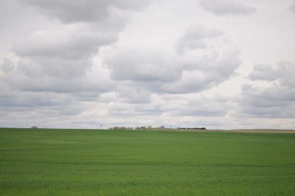 Kansas new wheat.jpg