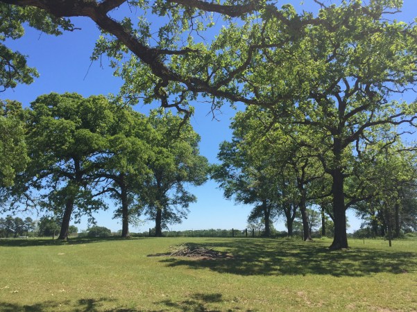 Oak Trees.JPG