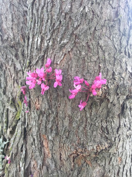 Redbud branchlets.JPG