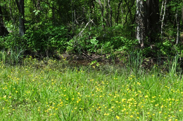 Yellow flowers at the swamp.jpg