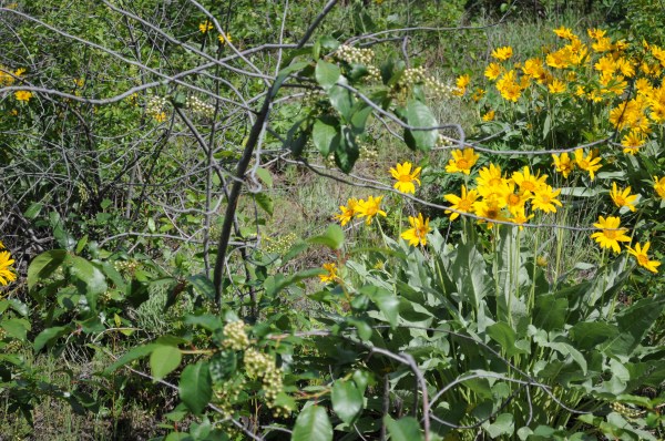 Yellow flowers ID.jpg