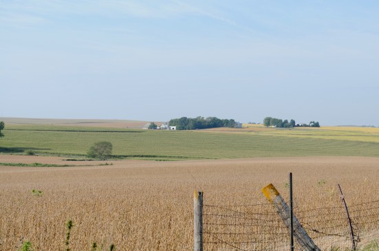 corn and soybeans.jpg