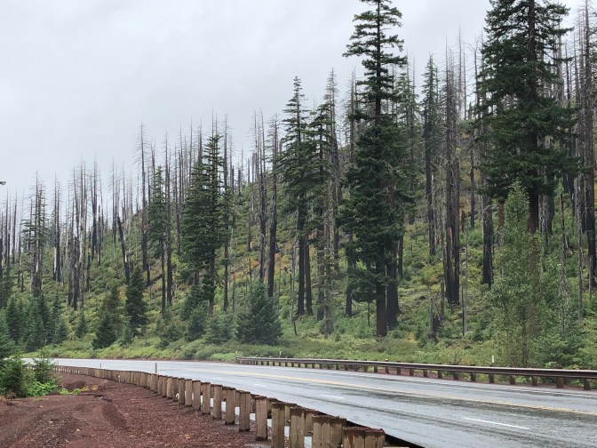 Burnt Forest, Suttle Lake OR