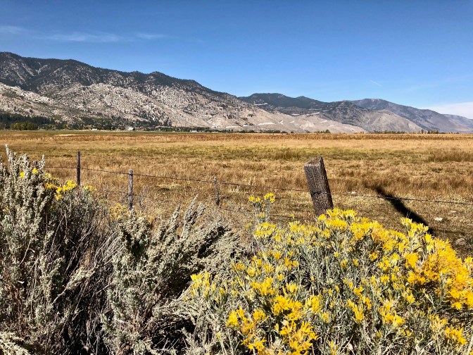 Golden grass with fence