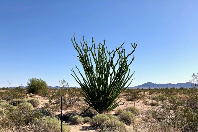 Ocotillo