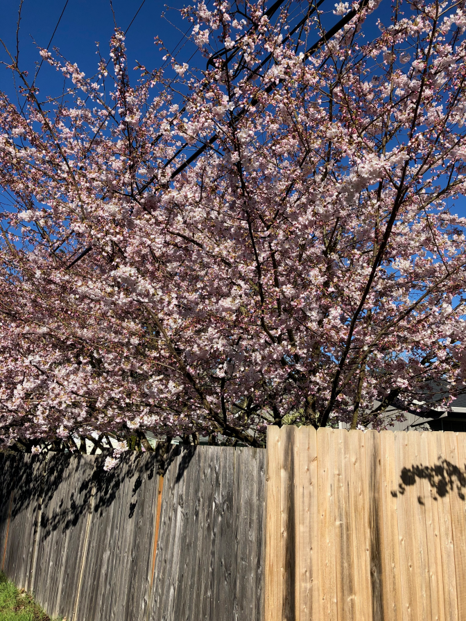 0317 Cherry Tree