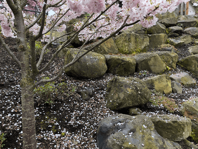 Cherry tree and rocks