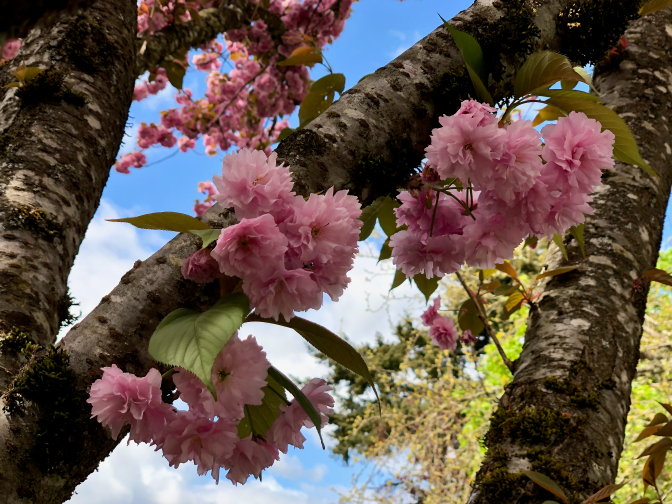 Pink flowers