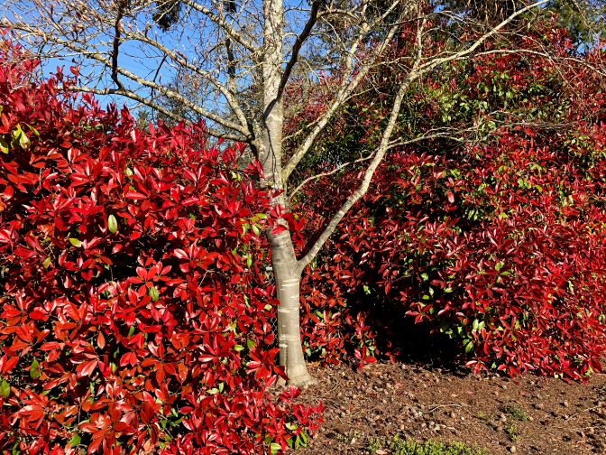 Red leaves