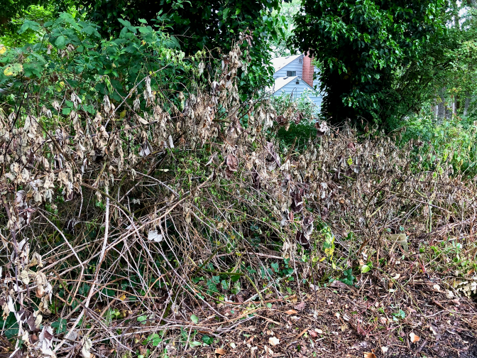 Dead branches with house