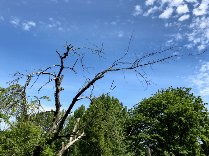 Dead Tree