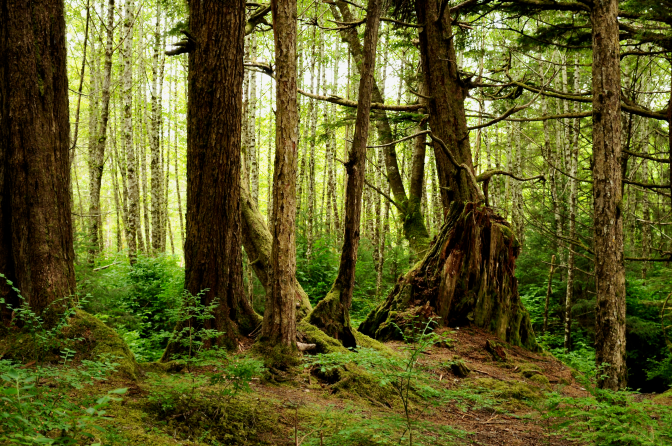 Woods Along the Indian River